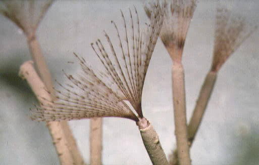 Sabella pavonina - The Peacock Fan Worm